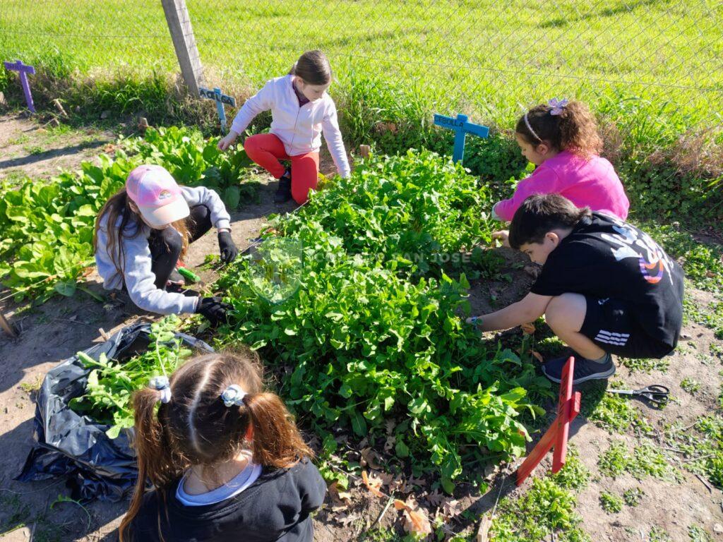Cosechando los frutos de nuestro trabajo en la huerta